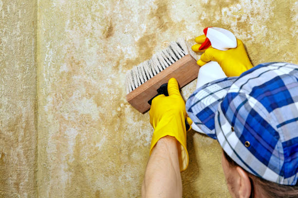 Best Black Mold Removal  in Strathmore, CA