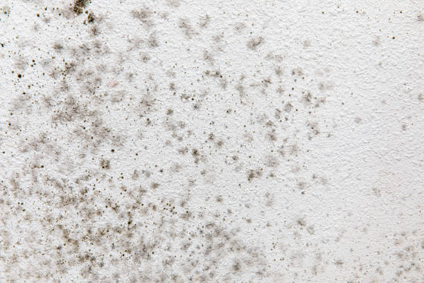 Reliable Strathmore, CA Mold Removal Solutions