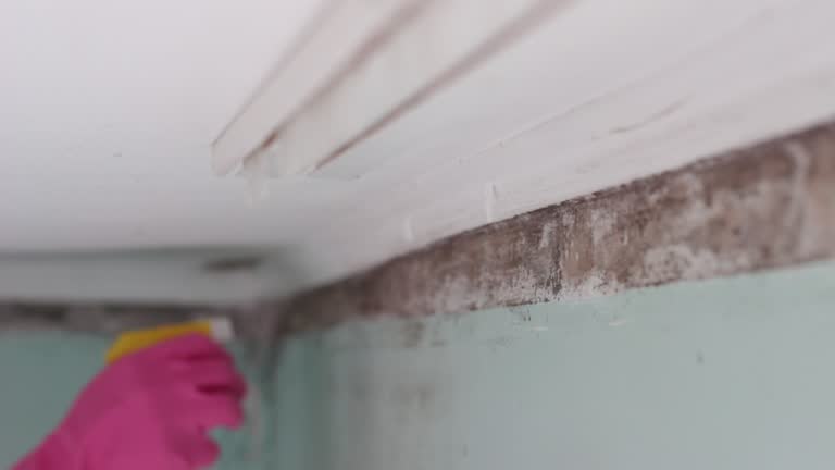 Best Mold Damage Restoration  in Strathmore, CA